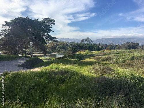 Partial lagoon view through a meadow with trees and long green grass mountains in background blue sky with swirling white clouds and strong shadows