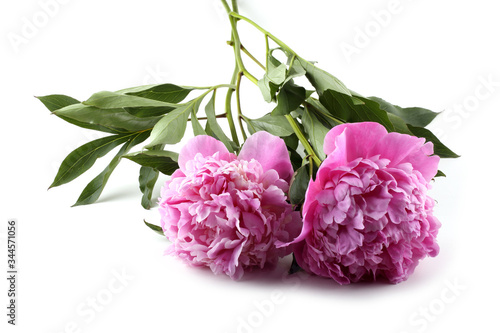 Pink peony flowers photo