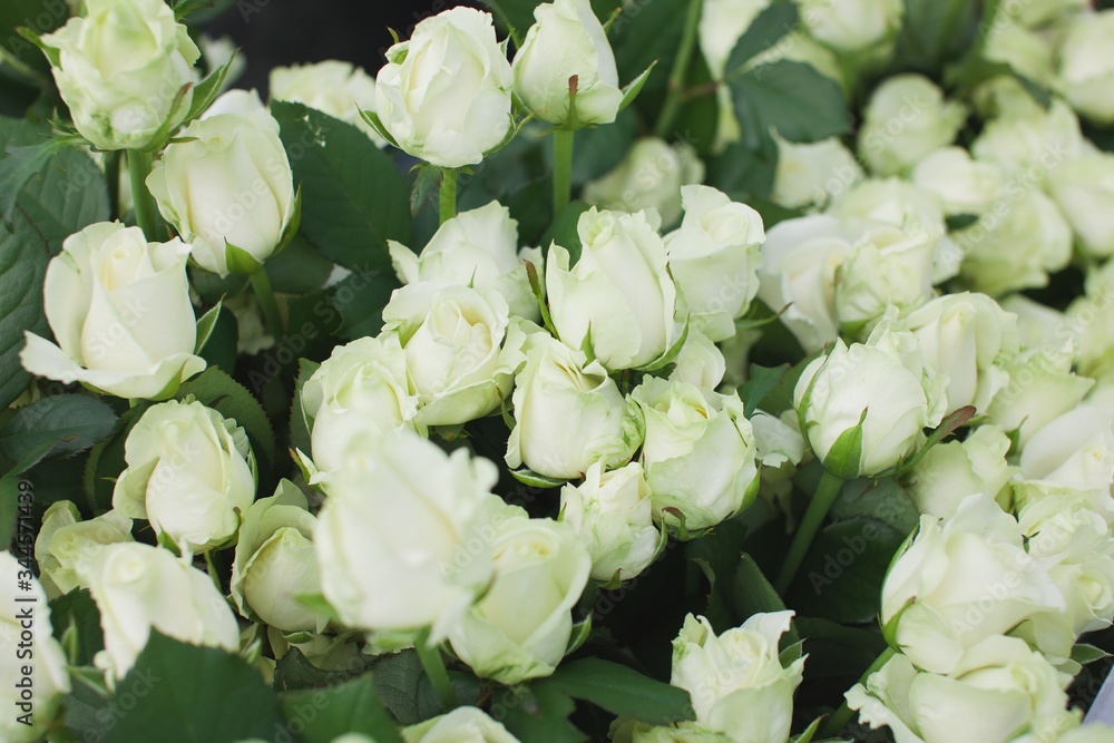 Fototapeta premium Avalanche rose bush background