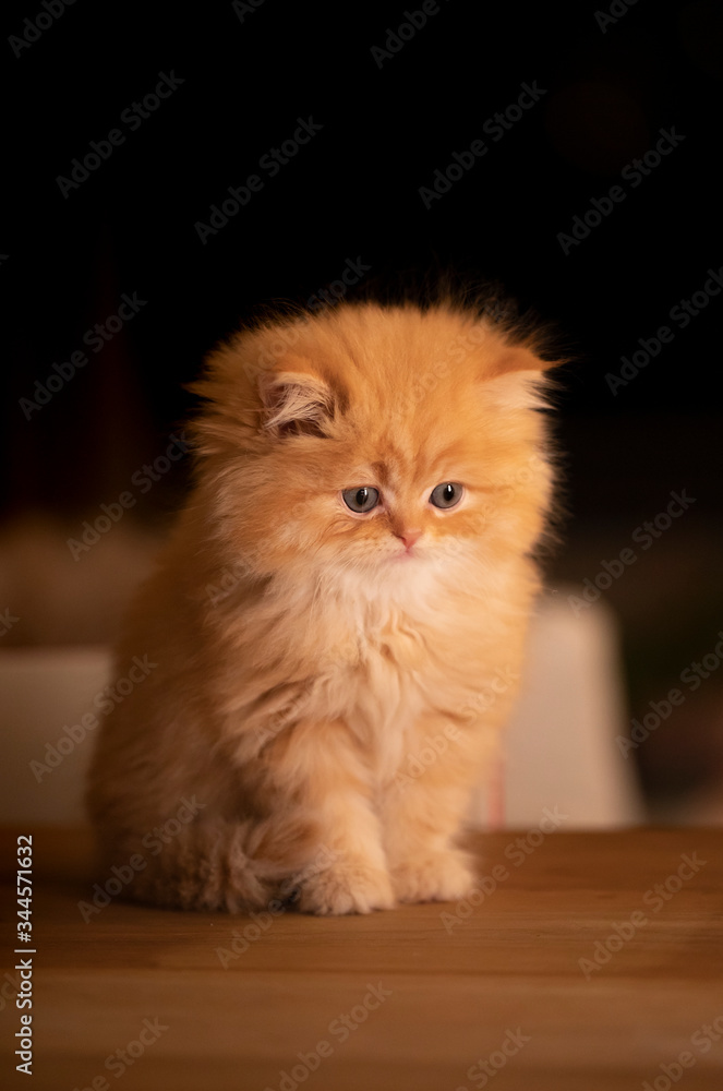 Persian chinchilla kitten ready to play