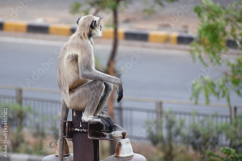 The monkey sitting on floor