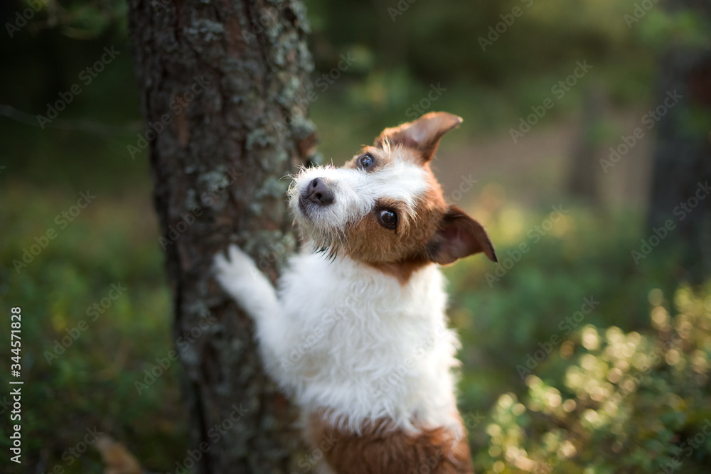 dog in the forest. Jack Russell Terrier in wooden. Tracking in nature. Pet resting