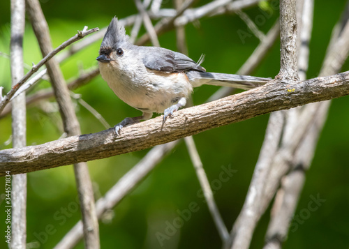  A horizontal of tufted titmouse bird perched on a limb with a green background. The tufted titmouse is a small gray songbird from North America, a species in the tit and chickadee family. 
