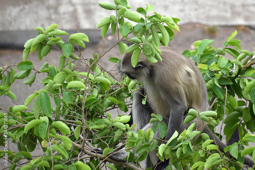 The monkey sitting on tree