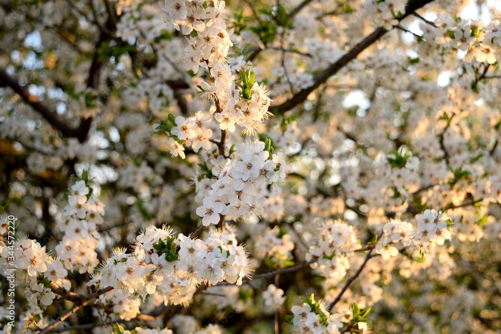 White spring flowers at sunset in the evening White spring flowers at sunset in the evening