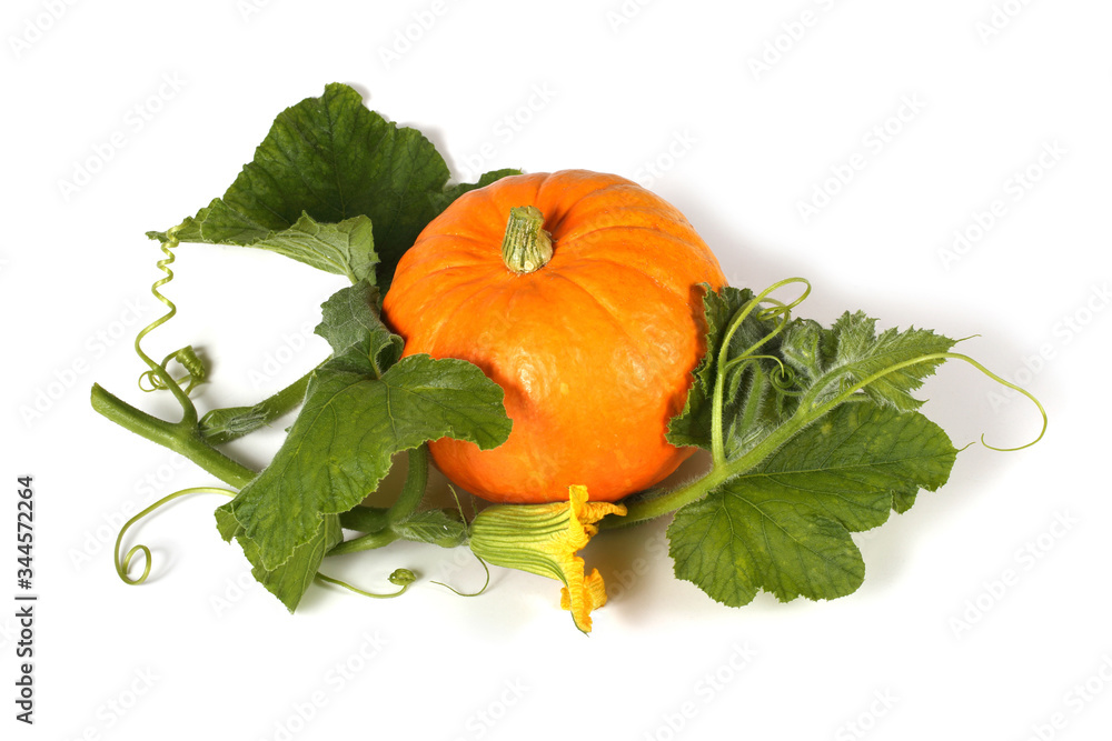 Pumpkin and leaves Pumpkin and leaves