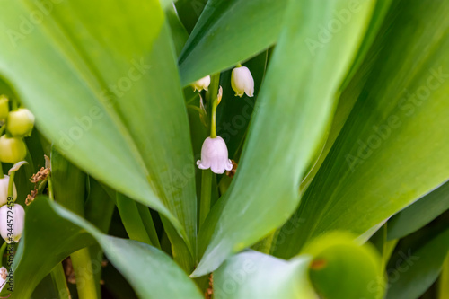 Lily of the valley  sometimes written lily-of-the-valley  is a highly poisonous woodland flowering plant with sweetly scented  pendent  bell-shaped white flowers borne in sprays in spring. 