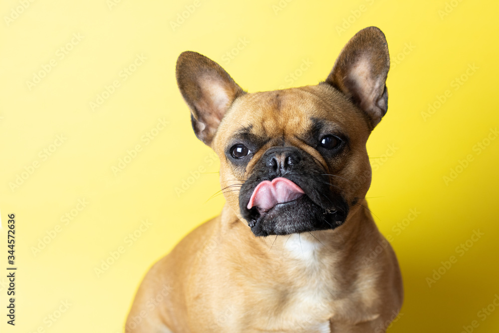 Cute French Bulldog on yellow background with tongue out