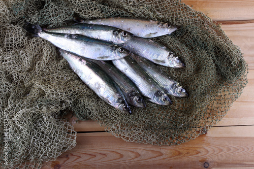 Herring on net photo