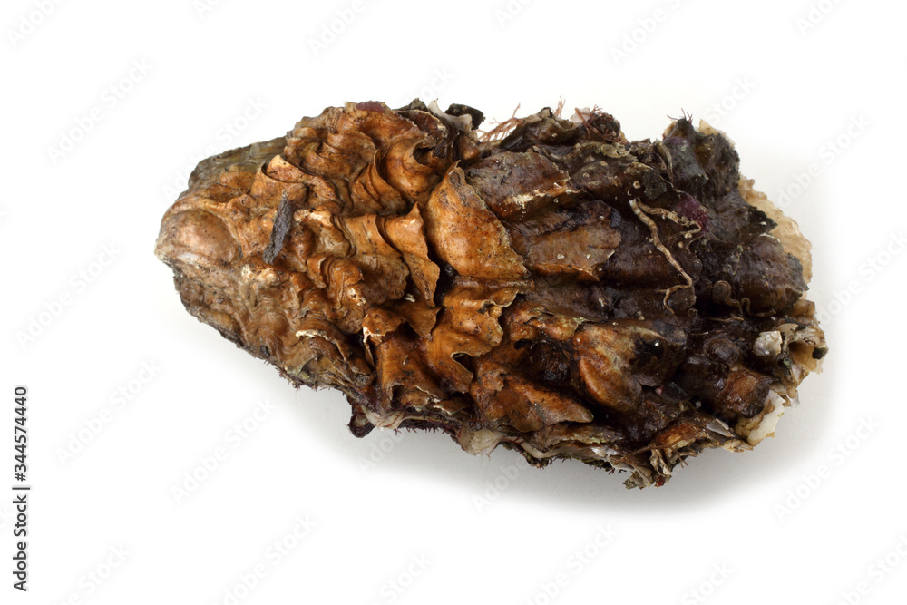 Oyster Oyster