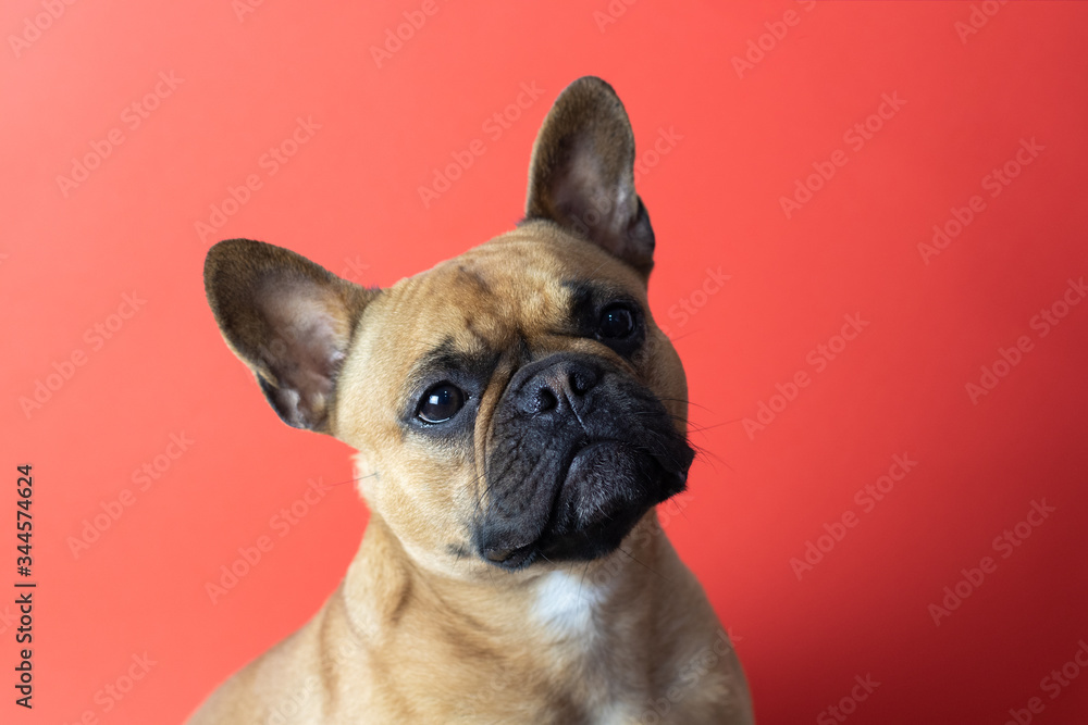 Fototapeta premium Cute French Bulldog on red background
