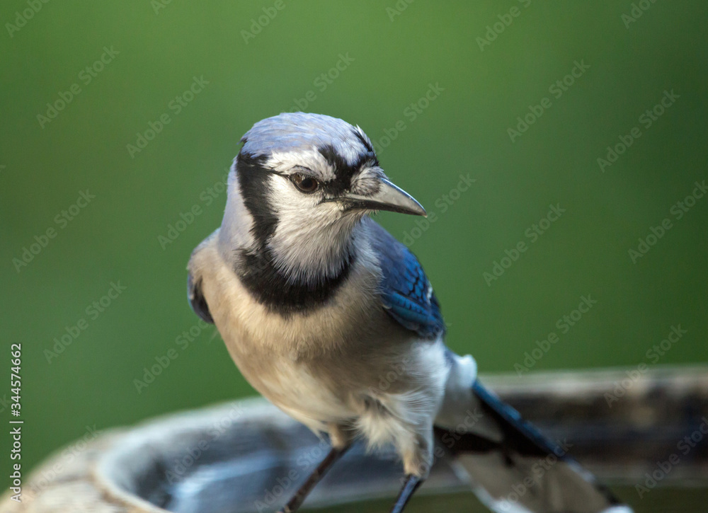 Colorful Blue Jay Bird Perched on a Bird Bath Colorful Blue Jay Bird Perched on a Bird Bath