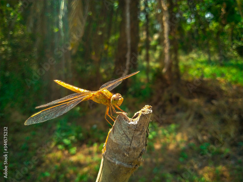 dragonfly on a branch