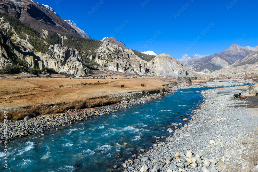 Yaks grazing in the Manang Valley, Annapurna Circuit Trek, Himalayas, Nepal. Dry landscape. Small torrent flowing in the middle. Snow capped mountains around the valley. Beautiful and serene landscape