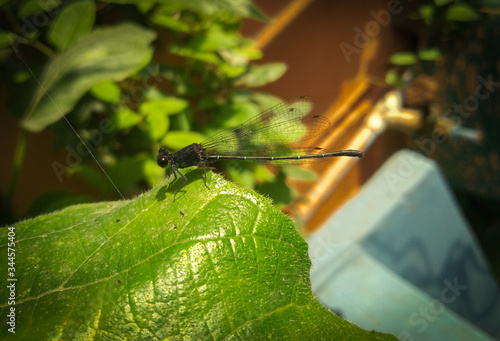 dragonfly on a leaf