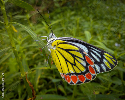 butterfly on a flower