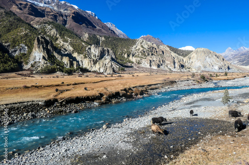 Yaks grazing in the Manang Valley, Annapurna Circuit Trek, Himalayas, Nepal. Dry landscape. Small torrent flowing in the middle. Snow capped mountains around the valley. Beautiful and serene landscape photo