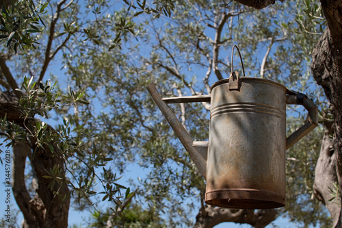 watering can hanging on an olive tree