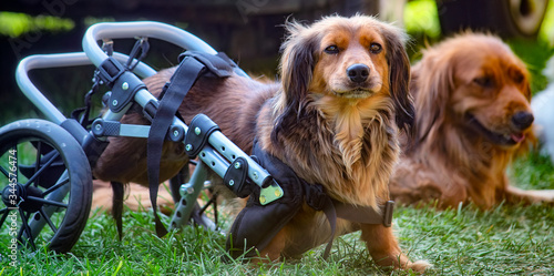 Canvas Print Long-haired dachshund dog in a wheelchair