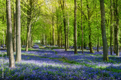 Gorgeous view of a forest of beech trees with  bluebells newly blooming at sunrise in England, UK.