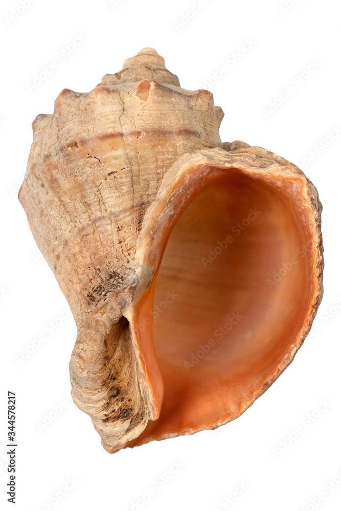 seashell side view with hole on white background seashell side view with hole on white background