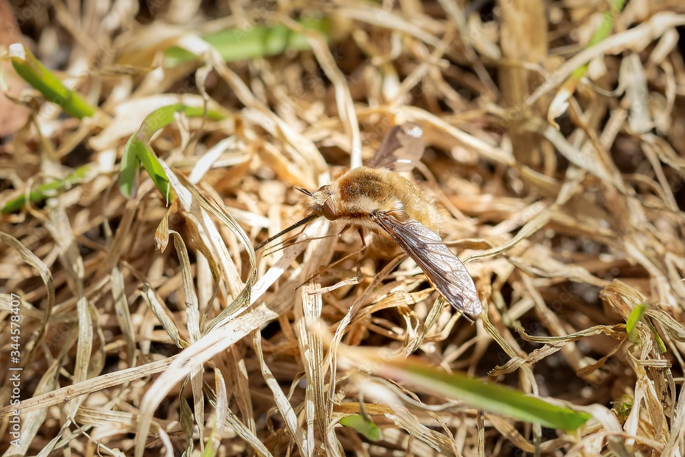 Large bee-fly resting on the ground Large bee-fly resting on the ground