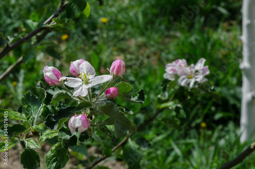 apple tree in blossom in springtime