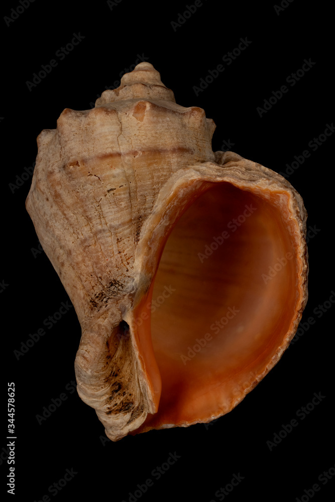 seashell side view with hole on black backgroun