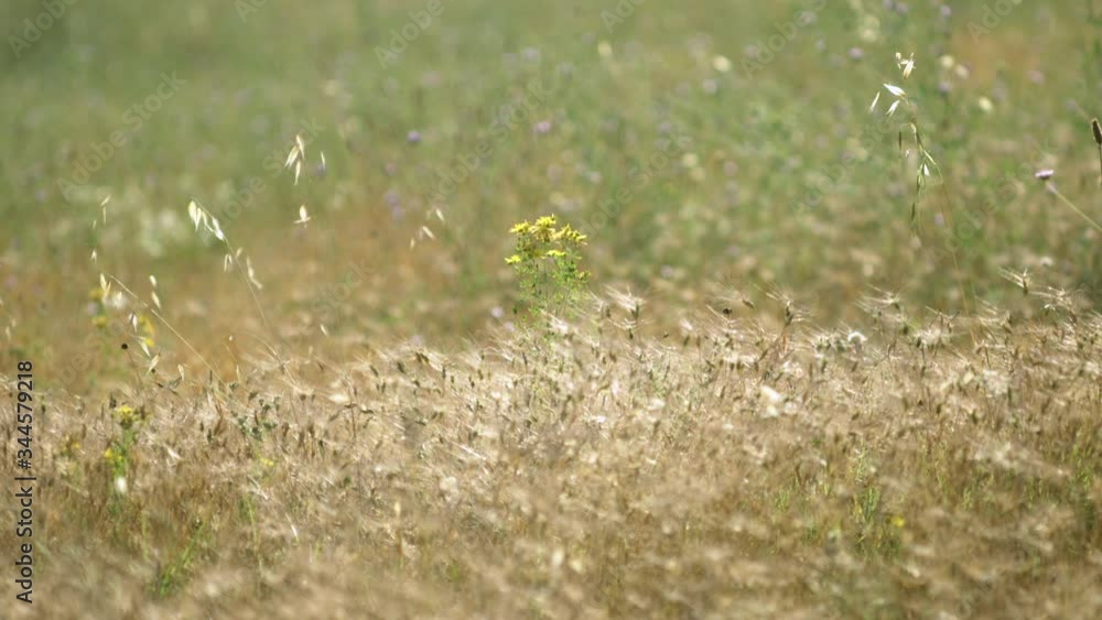 A lonely saint john's wort on a nice meadow with wheat (2) A lonely saint john's wort on a nice meadow with wheat (2)