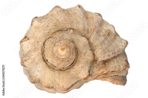 sea shell top view on a white background