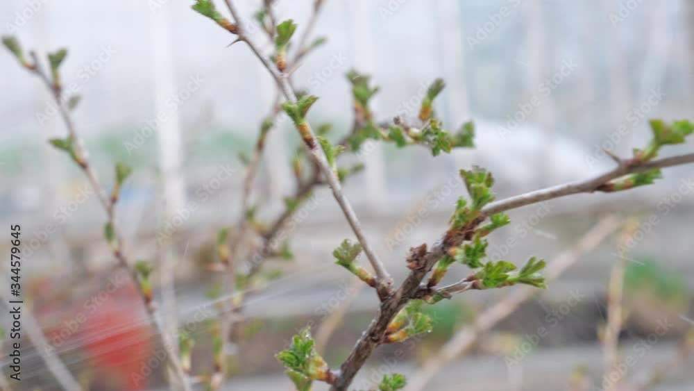 Spraying gooseberry plants with a liquid pesticide or insecticide against pests in the backyard or garden. The concept of gardening and and organic farming. Spring time Spraying gooseberry plants with a liquid pesticide or insecticide against pests in the backyard or garden. The concept of gardening and and organic farming. Spring time