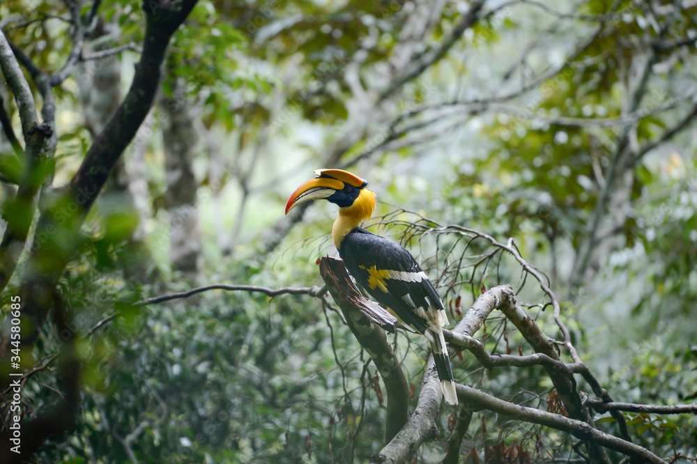 Great Indian Hornbill from Evergreen Indian Forest Great Indian Hornbill from Evergreen Indian Forest