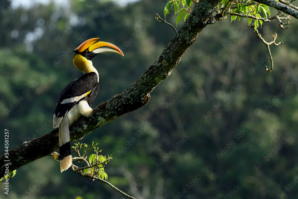 Fototapeta premium Great Indian Hornbill from Evergreen Indian Forest