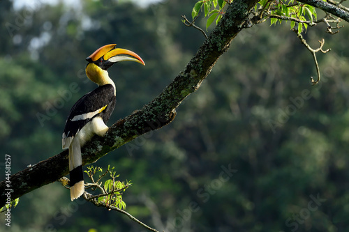 Great Indian Hornbill from Evergreen Indian Forest