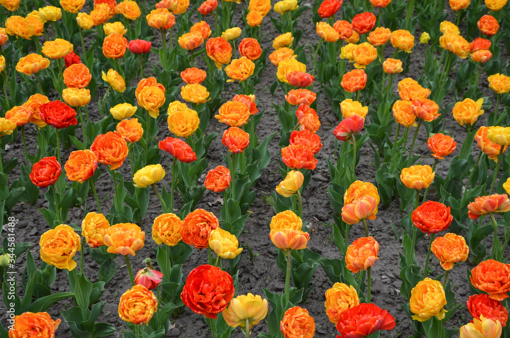 A field of blooming colorful tulips flowers in the springtime, floral background