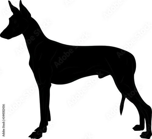Vector illustration of pharaoh hound black silhouette