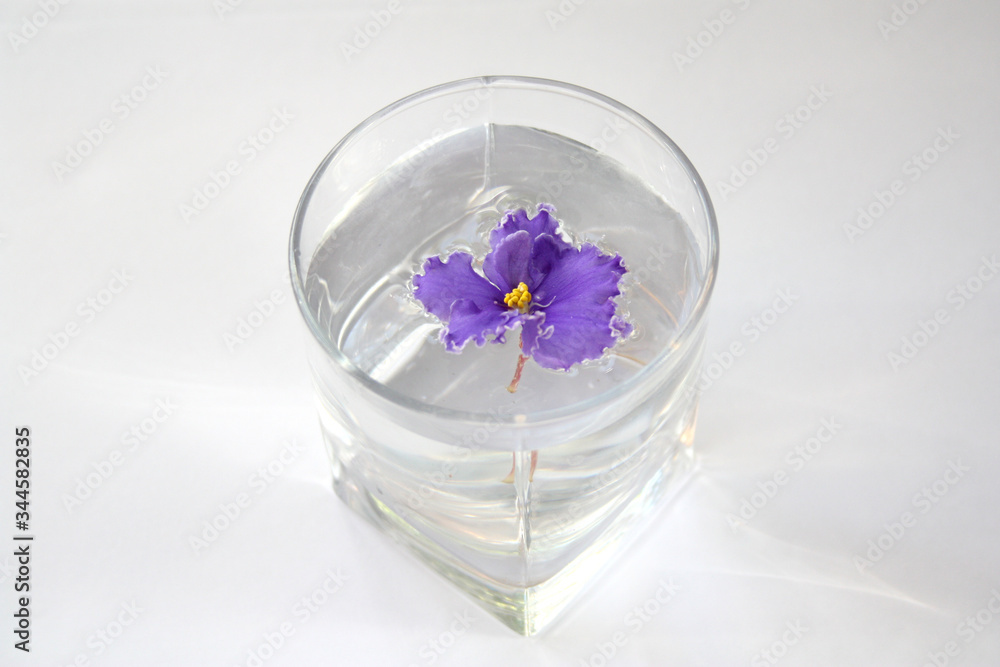 Blue flower float in the water. Violet in a glass cup. Close-up.Selective focus. Blue flower float in the water. Violet in a glass cup. Close-up.Selective focus.