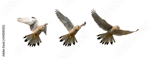 Composition Of A Sequence Of Images Showing A Kestrel, Falco Tinnunculus, Hovering In Flight Looking For Food Isolated On A White Background. Taken at Stanpit Marsh UK photo