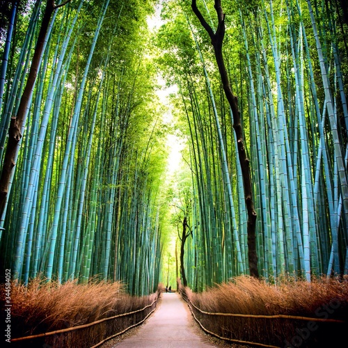 Carta da parati bambù - Carta da parati Bamboo Forest