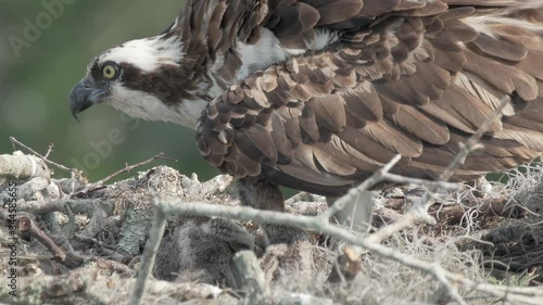 Osprey shades two baby chicks with her body in a giant nest in Orlando Florida