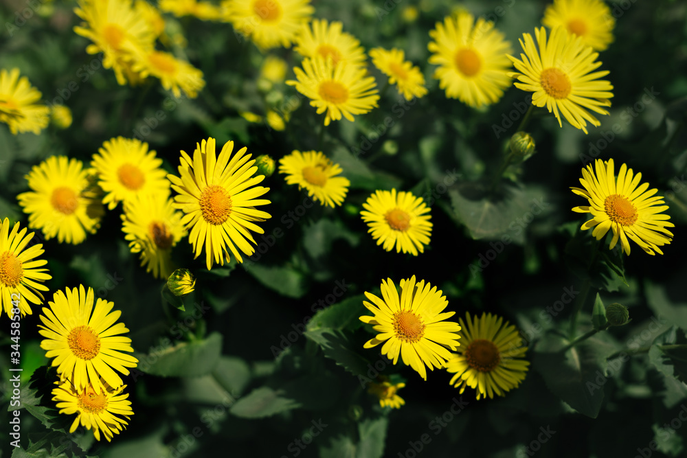 Beautiful yellow flowers Doronicum in a spring garden. Beautiful yellow flowers Doronicum in a spring garden.