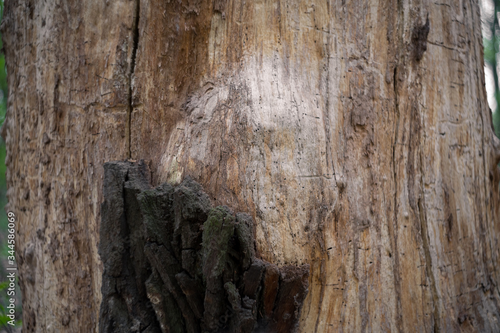 Background texture of natural wood and relief texture of the brown bark Background texture of natural wood and relief texture of the brown bark