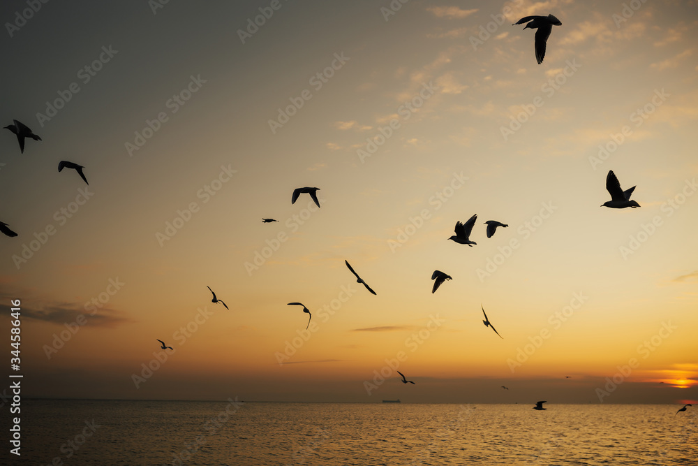 Beautiful sunrise, shining in the sun sea and flying seagulls. Silhouettes flock of birds over the Black sea during sunrise. Seagulls flying. Copy space. Beautiful sunrise, shining in the sun sea and flying seagulls. Silhouettes flock of birds over the Black sea during sunrise. Seagulls flying. Copy space.