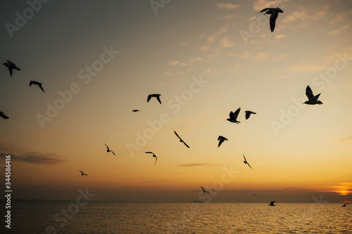 Beautiful sunrise, shining in the sun sea and flying seagulls. Silhouettes flock of birds over the Black sea during sunrise. Seagulls flying. Copy space.