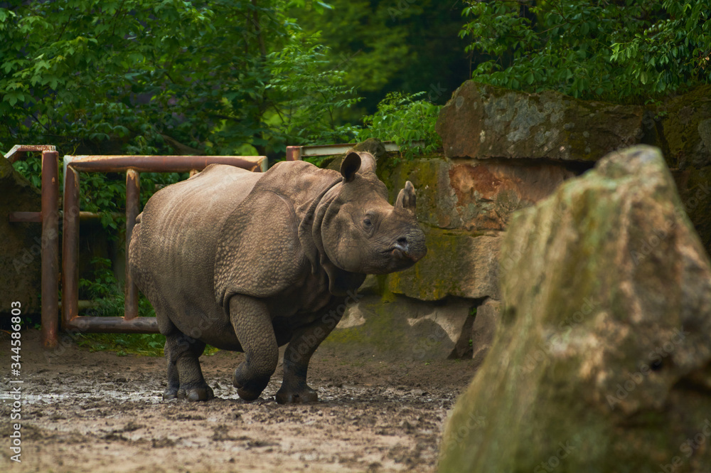 Naklejka premium 15.03.2019. Germany, Berlin. Zoologischer Garten. Adult and small hippopotamus walk through the teritorry and eat.