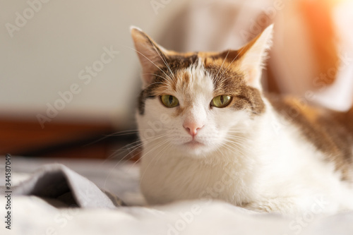 The cat is lying on the bed in the sun and glares at the camera. © Роман Самсонов