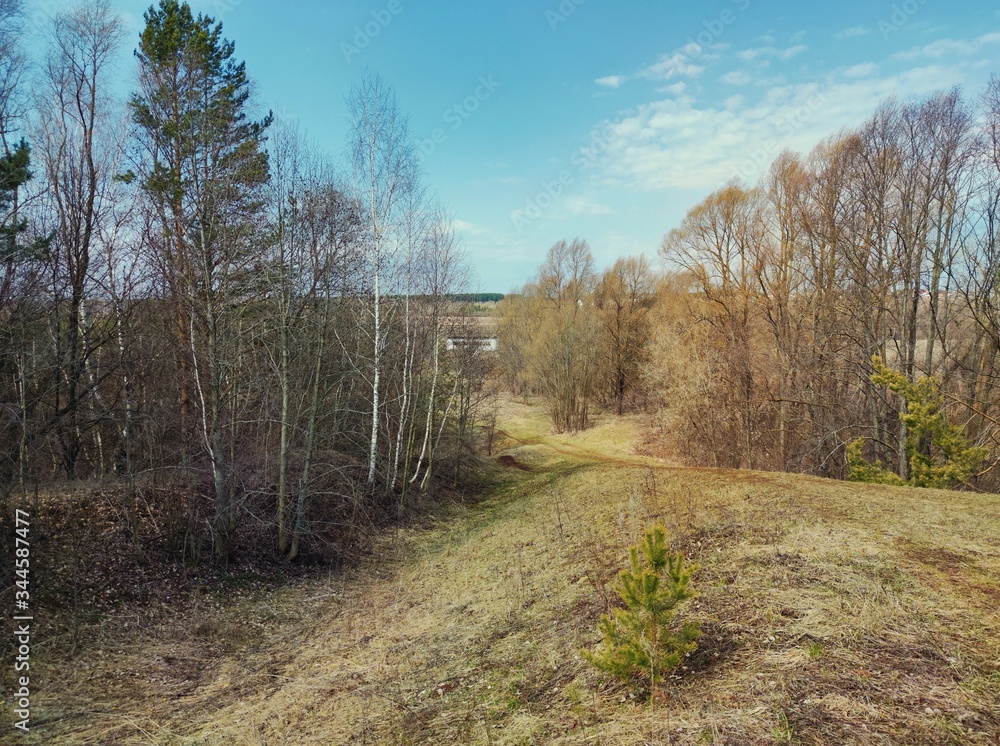 a path between trees near the forest against the blue sky on a spring day a path between trees near the forest against the blue sky on a spring day