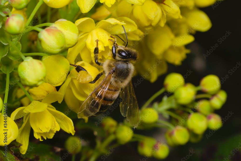 Bee foraging on a yellow flower and looking for pollen
Bee foraging on a yellow flower and looking for pollen