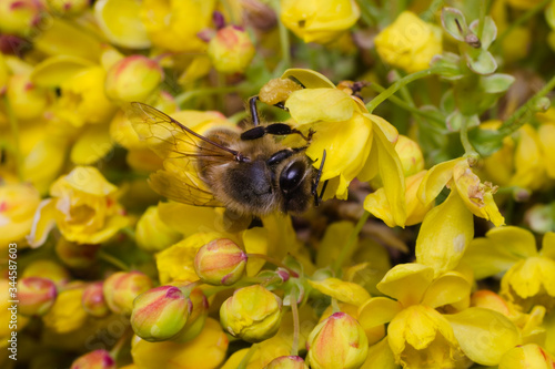 Bee foraging on a yellow flower and looking for pollen  © saccobent