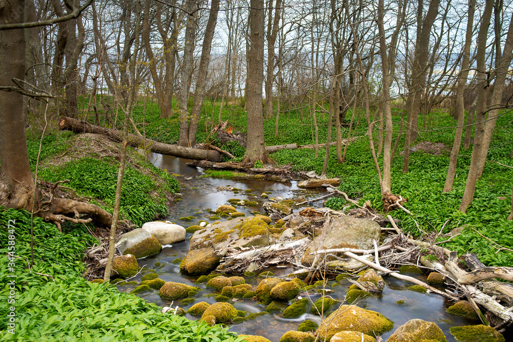 Small stream in an spring forest at Lummelunda on the island of Gotland in Sweden Small stream in an spring forest at Lummelunda on the island of Gotland in Sweden